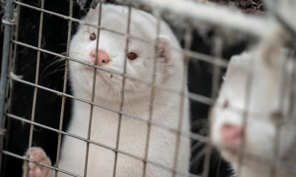 Κορονοϊός: Οι ειδικοί εκτιμούν πως προήλθε από τα μινκ και όχι από τις νυχτερίδες